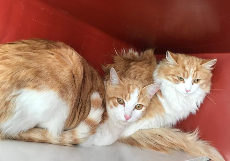 multimedia-foto61829-740-1