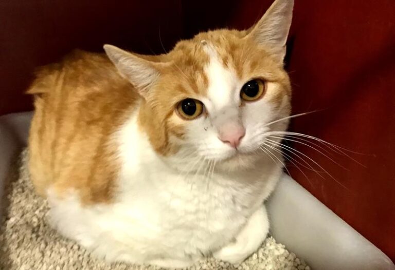 multimedia-foto61830-740-1