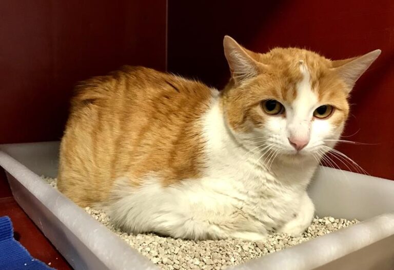 multimedia-foto61831-740-1