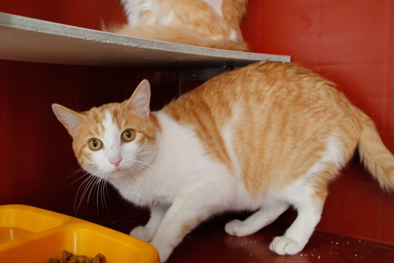 multimedia-foto61833-741-1