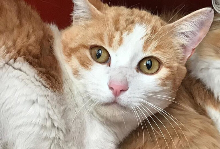 multimedia-foto61834-741-1