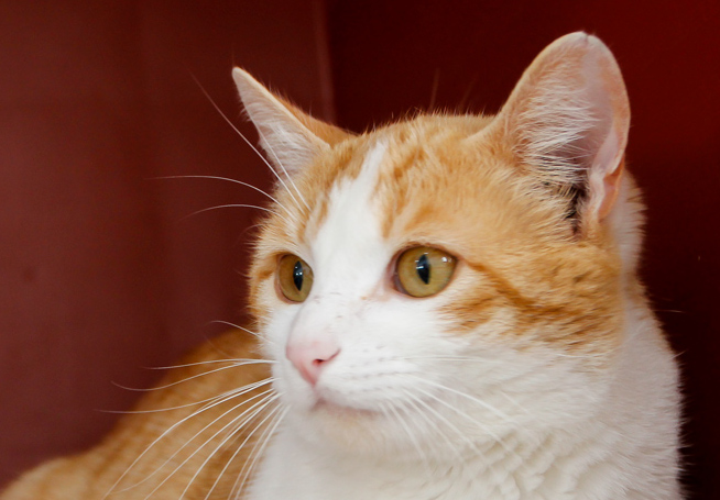 multimedia-foto61835-794-1