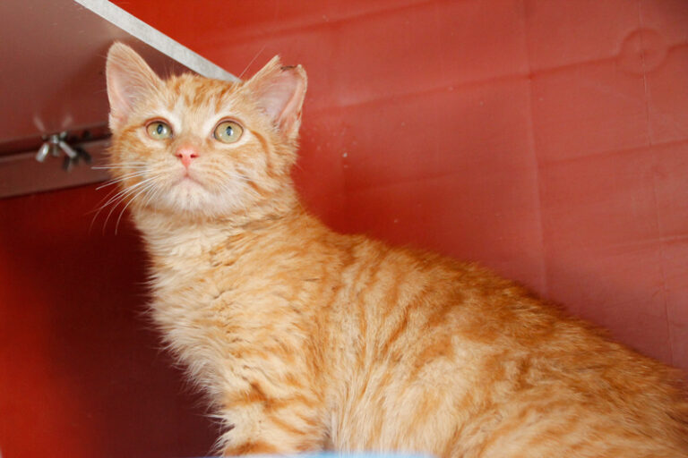 multimedia-foto61858-93-1