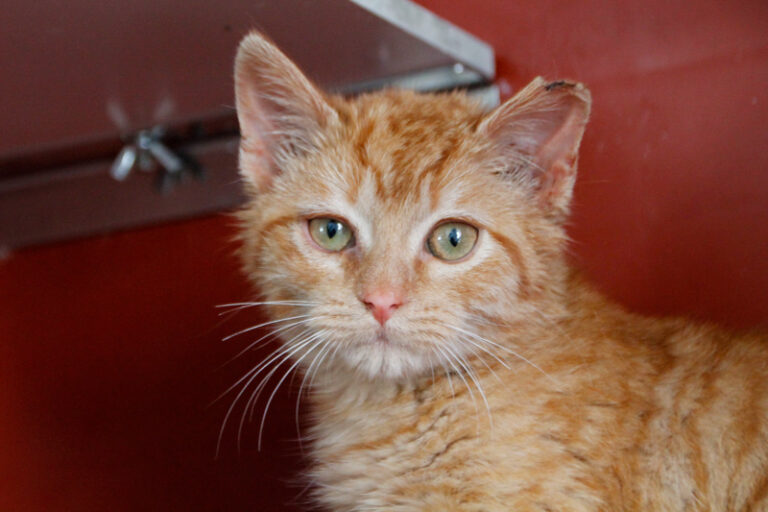 multimedia-foto61859-93-1