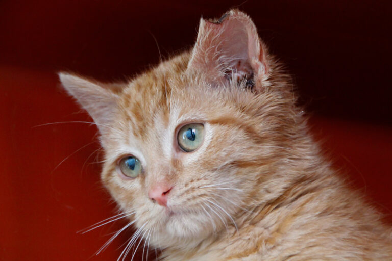 multimedia-foto61860-93-1