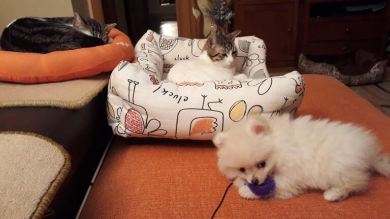 multimedia-foto61897-792-1