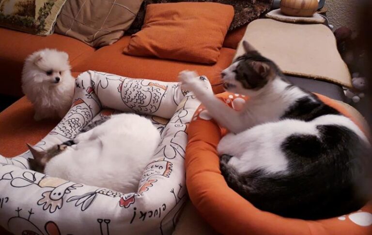 multimedia-foto61898-792-1