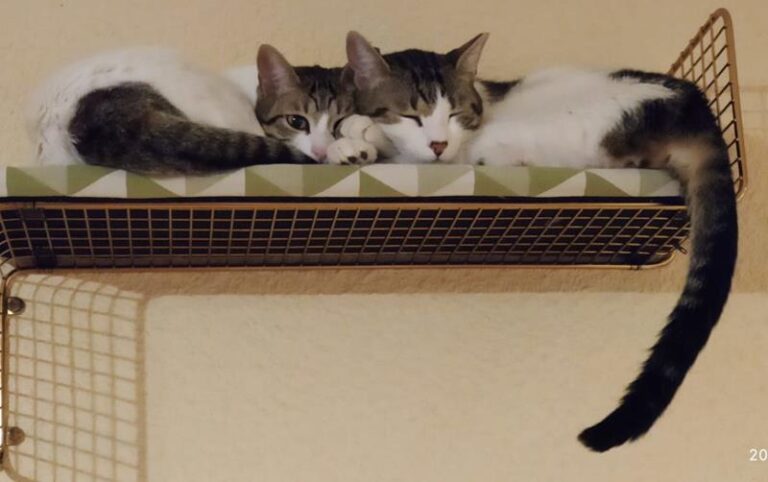 multimedia-foto61900-792-1