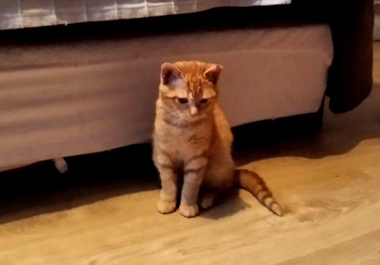 multimedia-foto61901-79-1