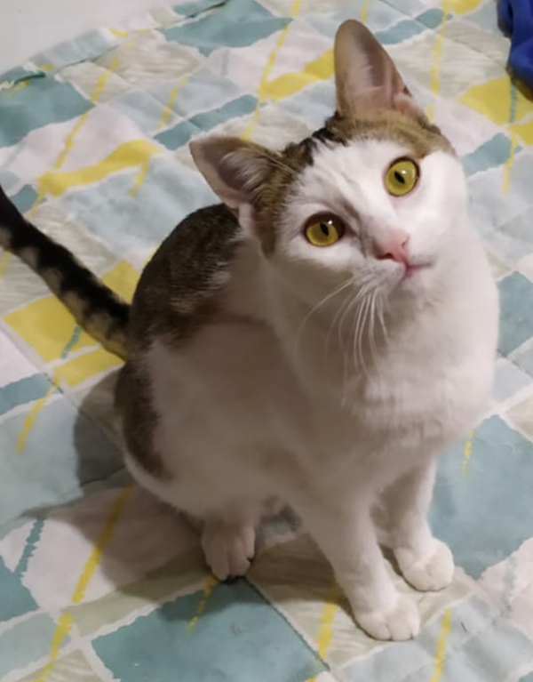 multimedia-foto61925-911-1