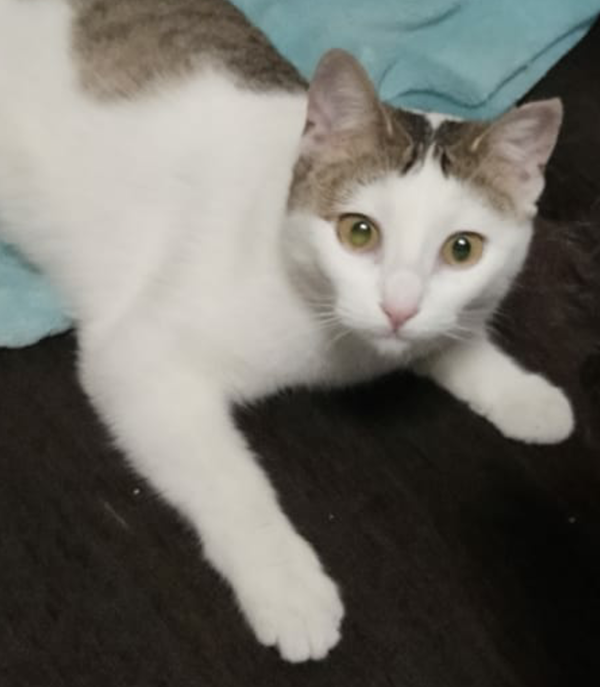 multimedia-foto61926-911-1