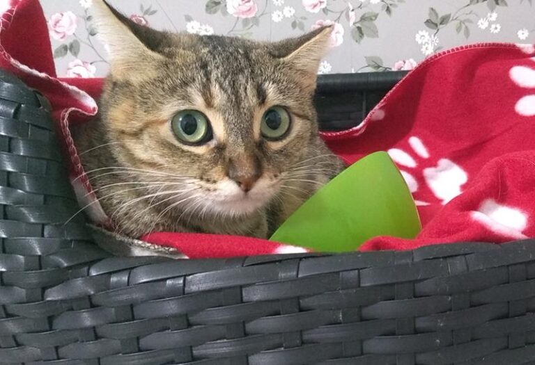 multimedia-foto61937-395-1