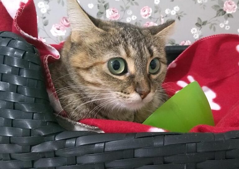 multimedia-foto61938-395-1