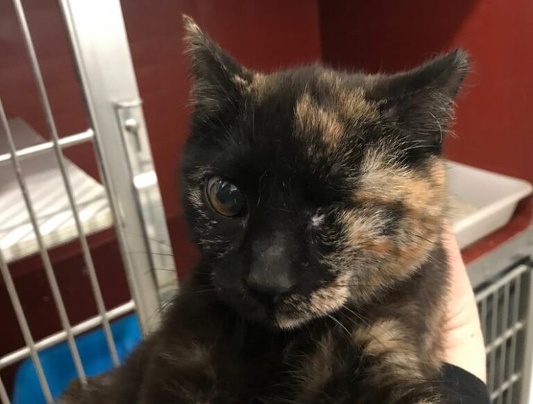 multimedia-foto61960-163-1