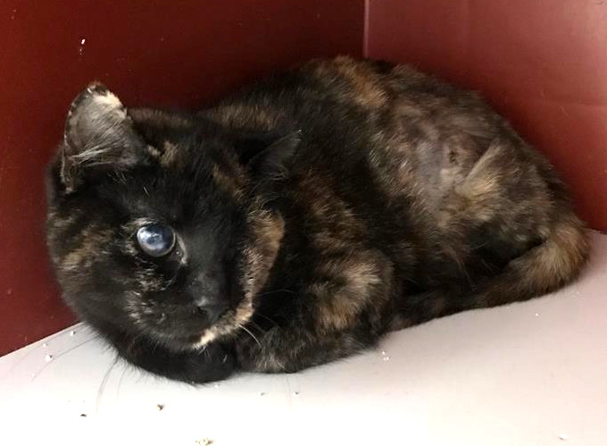 multimedia-foto61961-163-1