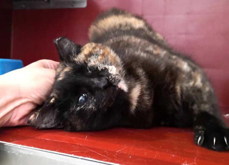 multimedia-foto61962-163-1