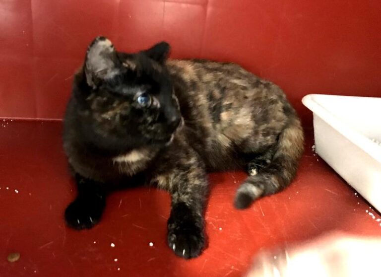 multimedia-foto61963-163-1