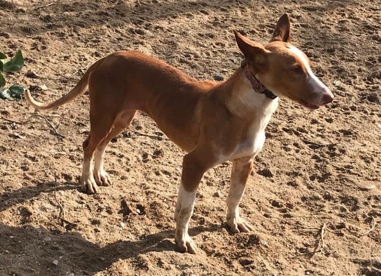 multimedia-foto61981-441-1