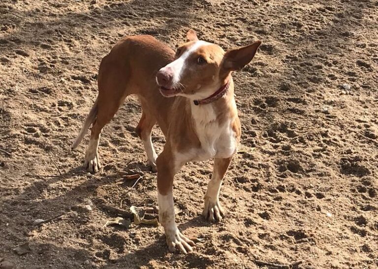 multimedia-foto61982-441-1