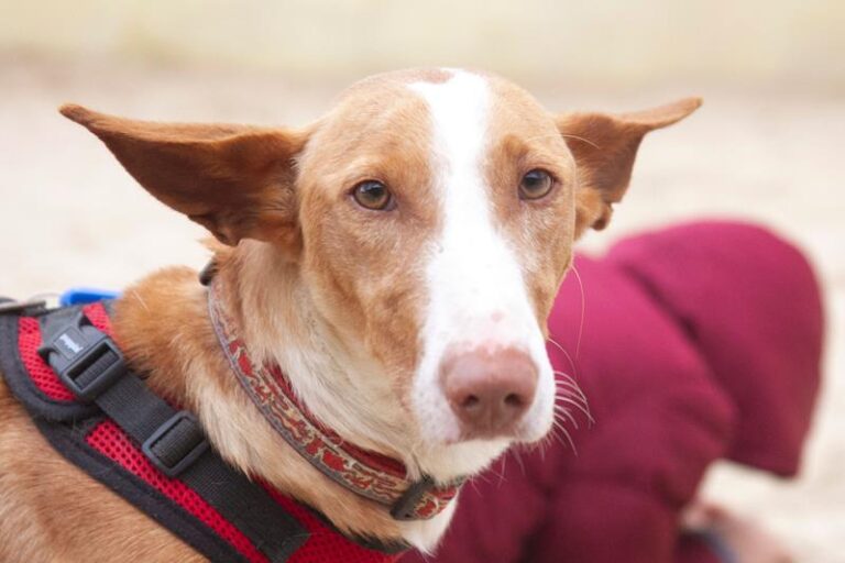 multimedia-foto61987-442-1