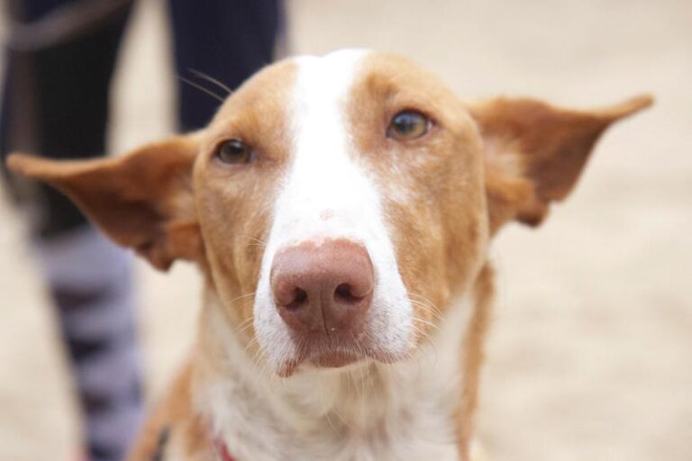 multimedia-foto61988-442-1