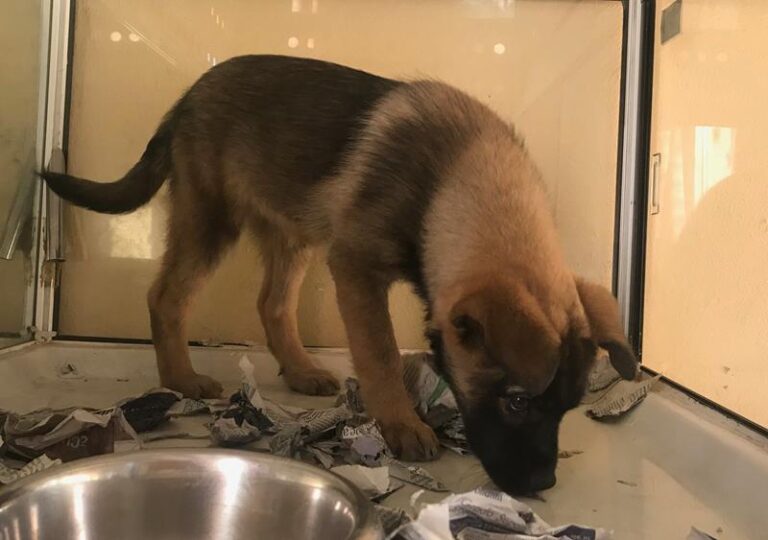 multimedia-foto62002-686-1