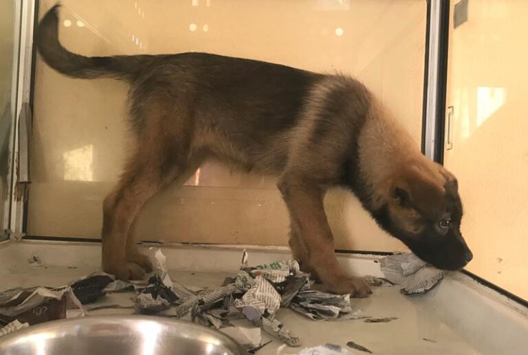 multimedia-foto62003-686-1