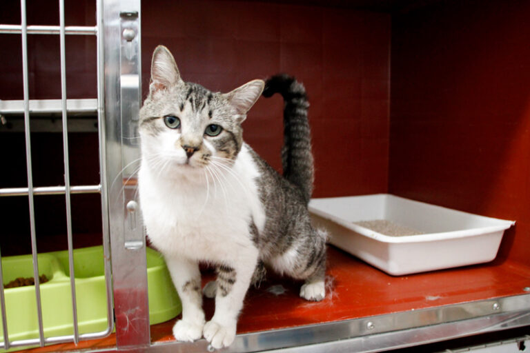 multimedia-foto62080-314-1