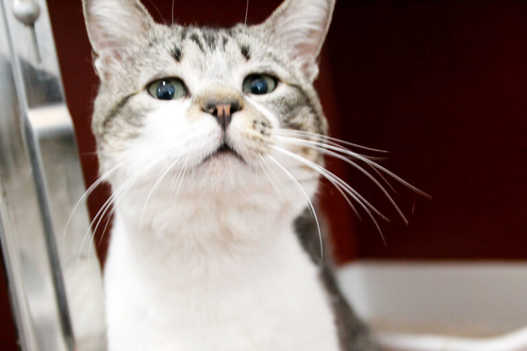 multimedia-foto62082-315-1