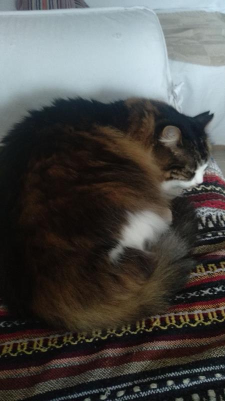 multimedia-foto62093-982-1