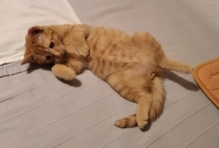 multimedia-foto62147-911-1