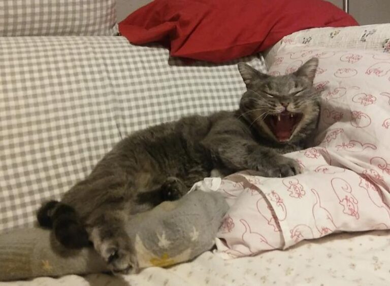 multimedia-foto62150-325-1