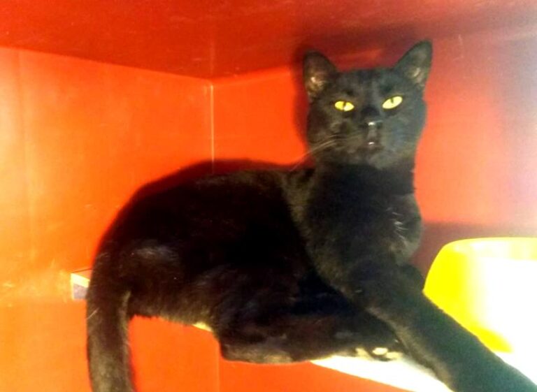 multimedia-foto62190-619-1