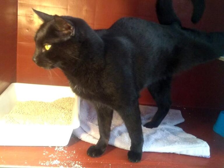 multimedia-foto62192-620-1