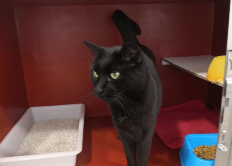 multimedia-foto62193-620-1