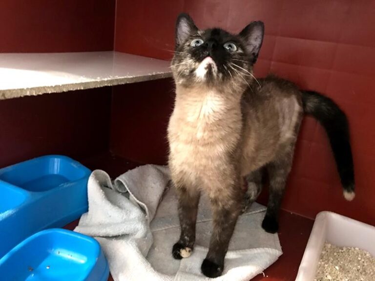 multimedia-foto62222-702-1