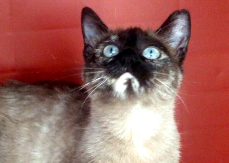 multimedia-foto62224-750-1