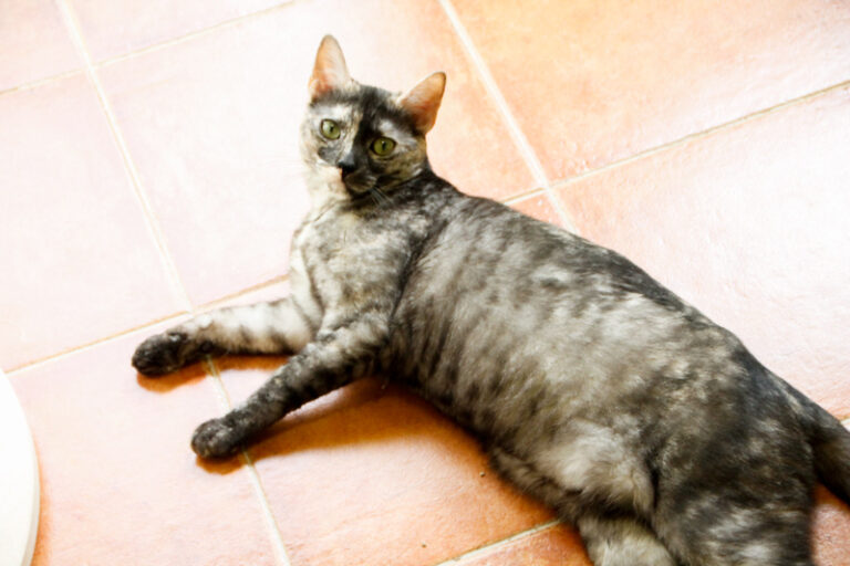 multimedia-foto62254-567-1