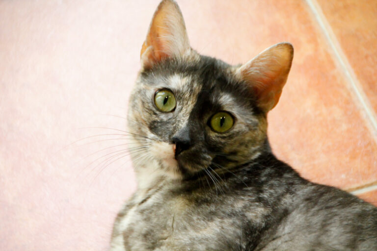 multimedia-foto62255-567-1