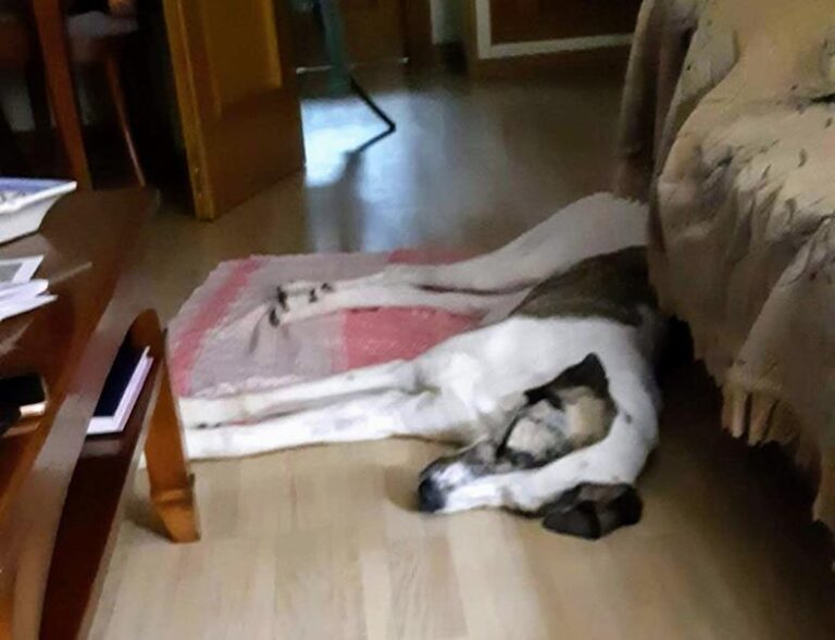 multimedia-foto62263-1000-1