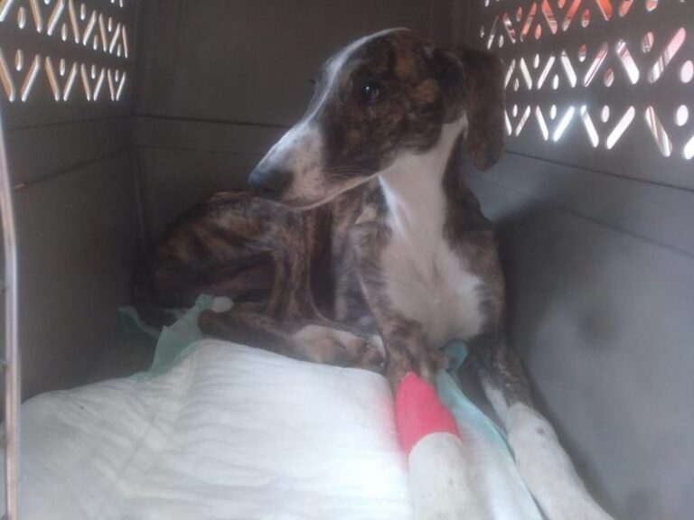 multimedia-foto62295-22-1