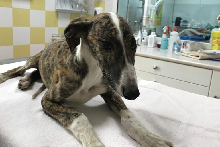 multimedia-foto62296-22-1