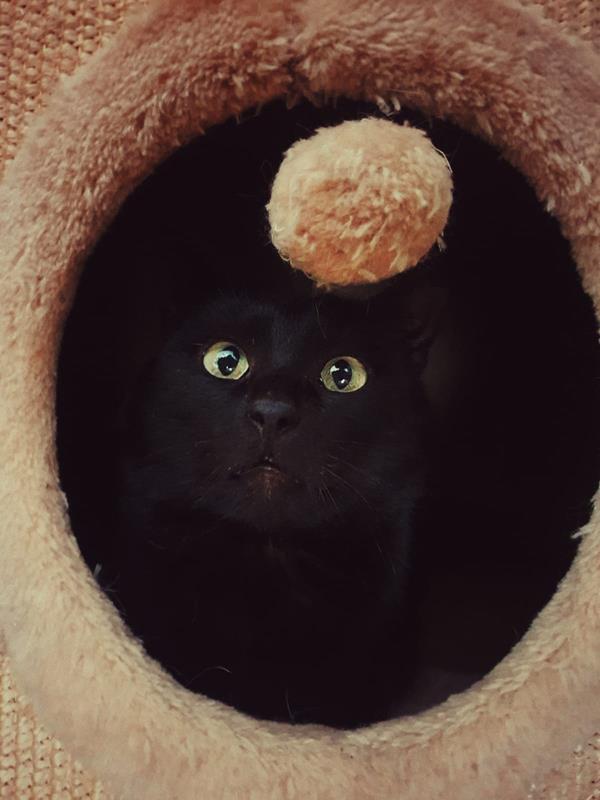 multimedia-foto62316-689-1