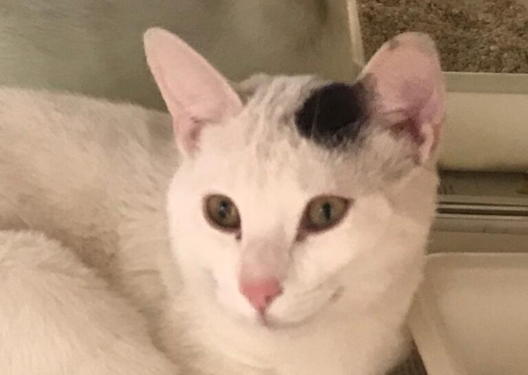 multimedia-foto62321-824-1