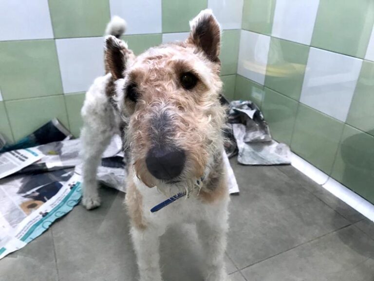 multimedia-foto62324-976-1