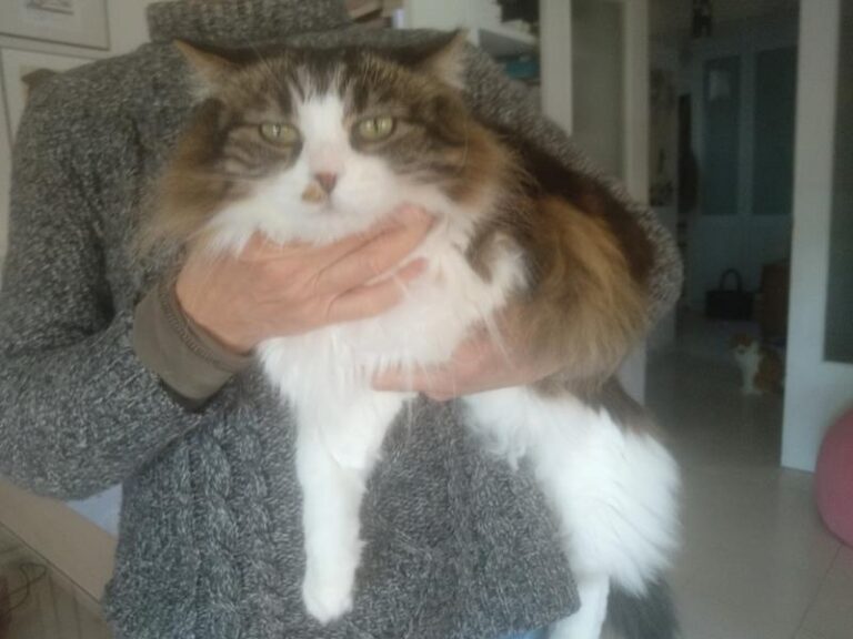 multimedia-foto62340-931-1