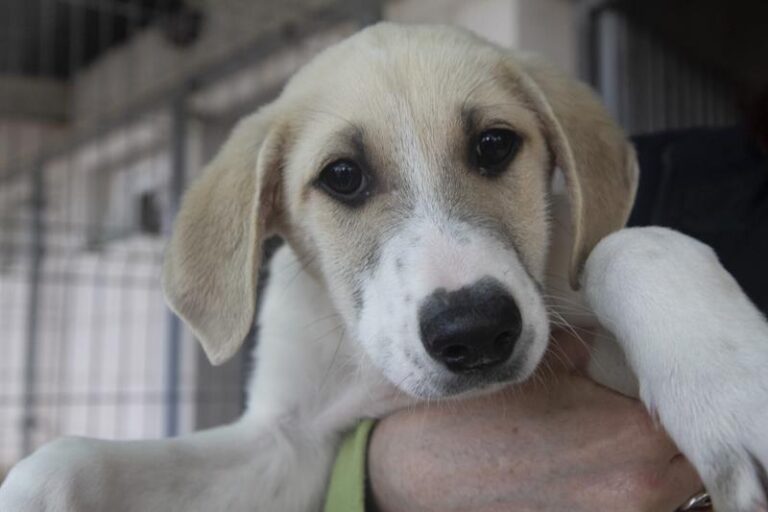 multimedia-foto62385-77-1