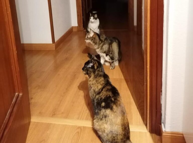 multimedia-foto62411-396-1