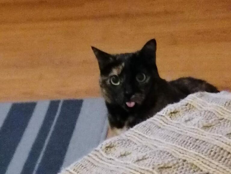 multimedia-foto62413-397-1