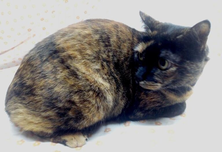 multimedia-foto62415-397-1